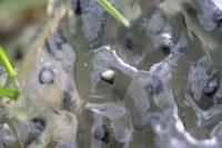 IMG_2948 Oeufs de grenouille sur la berge du Ruisseau du Molinia en amont des étangs de Chevetogne